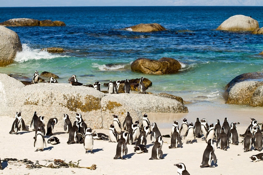 cape point pingviny
