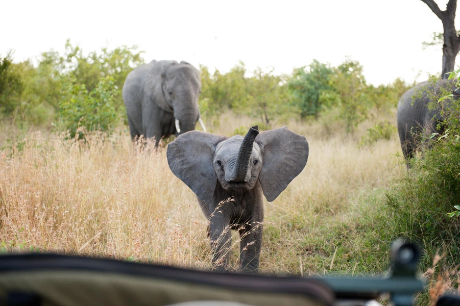 Singita Boulders Lodge 5*